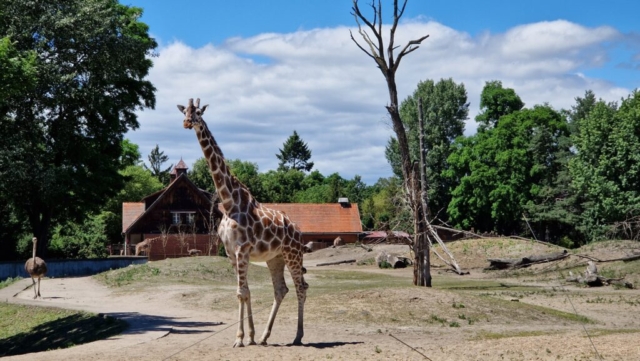 wycieczka szkolna zoo