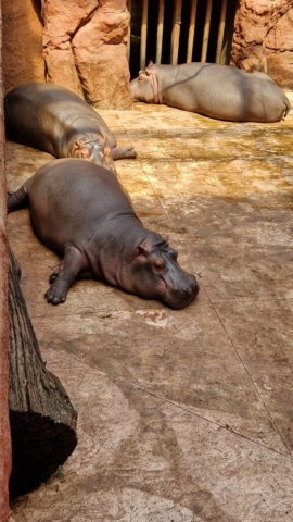 wycieczka wroclaw zoo